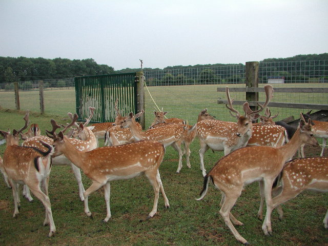 Damwild Damhirsch Schaufler